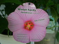 vignette prsentation de mon hibiscus winter hardy
