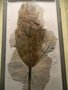 vignette Flabellaria lamanonis