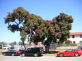 vignette Corymbia ficifolia = Eucalyptus ficifolia