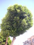 vignette Ficus microphylla ou Ficus microcarpa