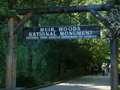 vignette Muir Woods National Monument