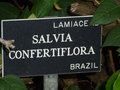 vignette Salvia confertiflora