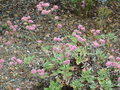 vignette Eriogonum latifolium grande