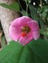 vignette Hibiscus lavateroides