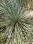 vignette Yucca linarifolia