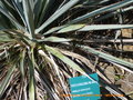 vignette Yucca pallida
