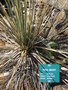 vignette Yucca baileyi ssp navajoa