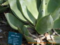 vignette Agave celsii ssp Albicans