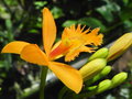 vignette Epidendrum