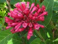 vignette Cestrum purpureum (elegans) au 11 09 10