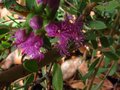 vignette Melaleuca thymifolia autre vue1 au 11 09 10
