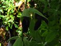 vignette Salvia discolor à fleurs presque noires au 09 09 10