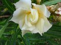 vignette Nerium oleander luteum plenum au 09 09 10