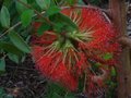 vignette Melaleuca hypericifolia qui remonte au 09 09 10