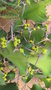 vignette Euphorbia grandicornis