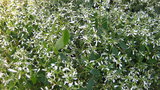 vignette Euphorbia hypericifolia ''Diamond Frost ''