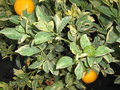 vignette Citrus mitis ou Calamondin varigata