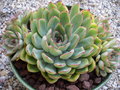 vignette Echeveria Pulidonis