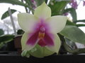 vignette Phalaenopsis violacea var. Bellina