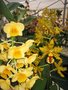 vignette Dendrobium densiflorum et ...