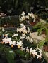 vignette Phalaenopsis 'Mini Mark'