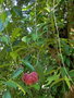 vignette Hoya pubicalyx 'Silver pink'
