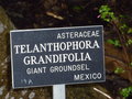 vignette Telanthophora grandifolia