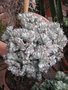 vignette Euphorbia lactea ''cristata''