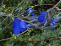vignette Salvia jamensis ardoise bleue gros plan au 12 09 10