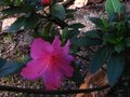 vignette Azalea japonica grande fleur rose simple qui remonte au 12 09 10