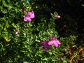 vignette Leucophyllum frutescens green cloud au 12 09 10