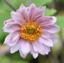 vignette Anmone du Japon - Anemone hupehensis var. japonica
