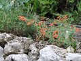 vignette Zauschneria californica subsp. garrettii