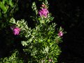 vignette Leucophyllum frutescens green coud autre vue au 13 09 10