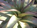 vignette Aloe alooides  ?