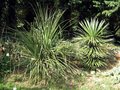 vignette Puya chilensis et Yucca filifera