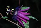 vignette Passiflora Etna