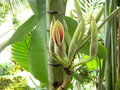 vignette Philodendron verrucosum