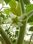vignette Solanum quitoense