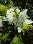 vignette Passiflora caerulea 'Constance Elliot' - Passiflore