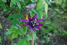 vignette Passiflora puravida-x-loefgrenii