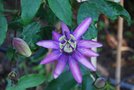 vignette Passiflora Violetta