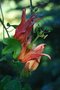 vignette Passiflora aurantia