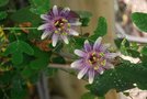 vignette Passiflora kermesina ou P. mucubeama ?