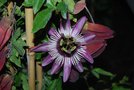 vignette Passiflora racemosa sp 25 x caerulea PP