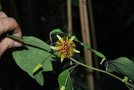 vignette Passiflora sunburst
