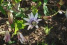 vignette Passiflora racemosa x racemosa buzios
