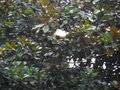 vignette Magnolia Grandiflora