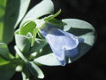 vignette Mertensia maritima - plante hutre