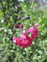 vignette Salvia microphylla